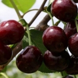 Najpotpuniji opis sorte trešnje iput